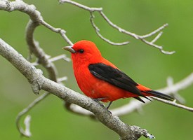 Nice wallpapers Tanager 275x200px
