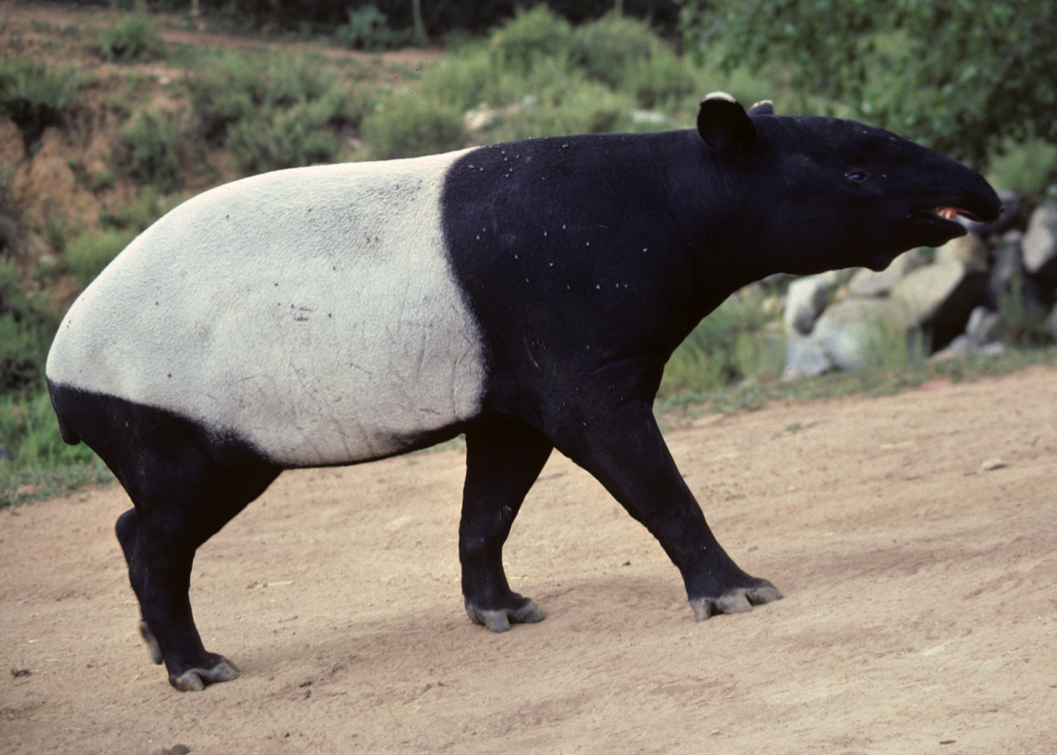 Tapir Backgrounds, Compatible - PC, Mobile, Gadgets| 2100x1500 px