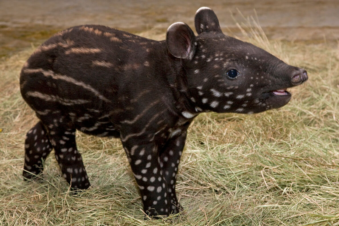 Amazing Tapir Pictures & Backgrounds