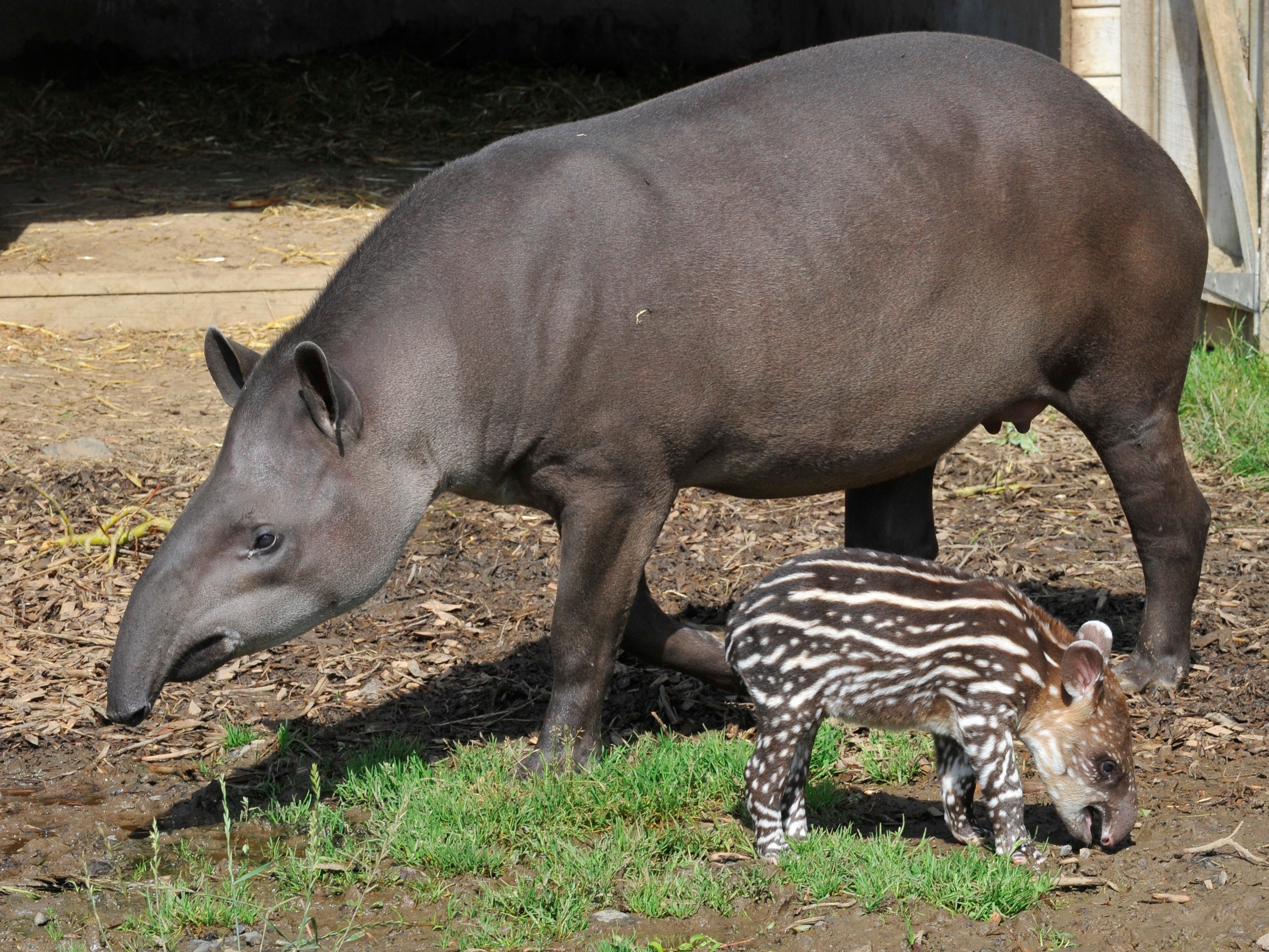 Tapir Pics, Animal Collection