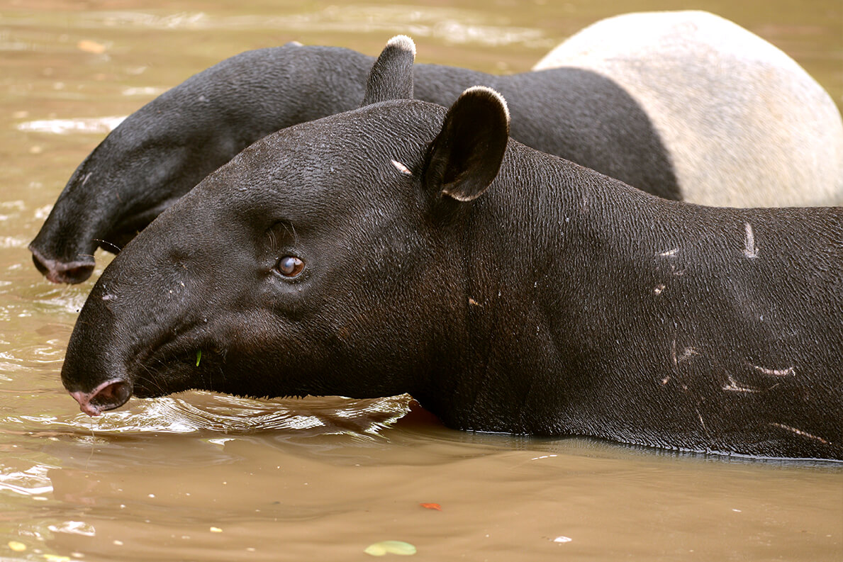 Tapir High Quality Background on Wallpapers Vista