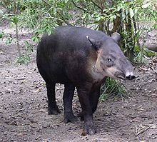 Tapir High Quality Background on Wallpapers Vista