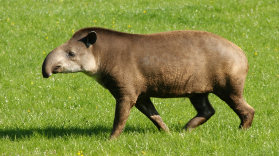 Tapir Pics, Animal Collection