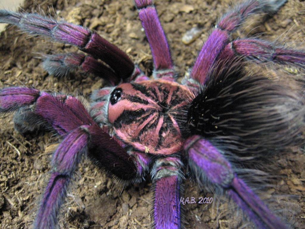 Amazing Tarantula Pictures & Backgrounds