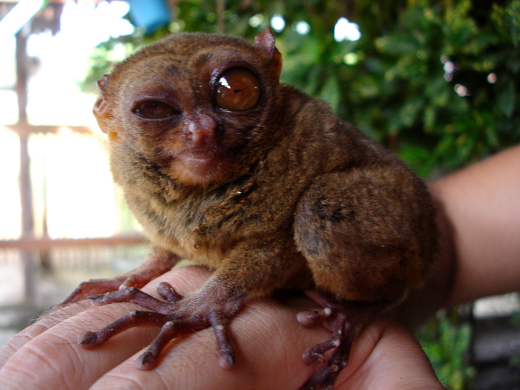 Tarsier High Quality Background on Wallpapers Vista