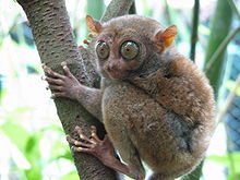 Amazing Tarsier Pictures & Backgrounds
