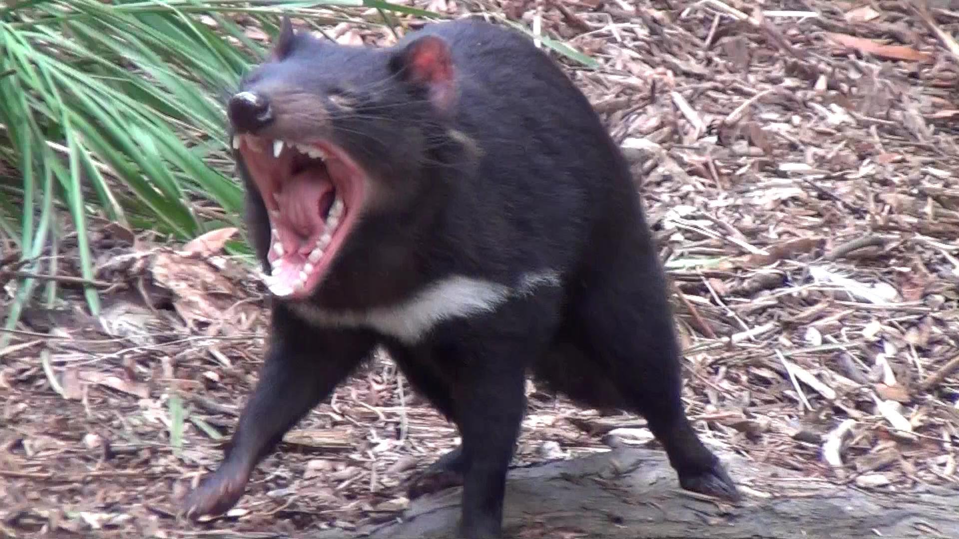 Animal Tasmanian Devil HD Wallpapers. 