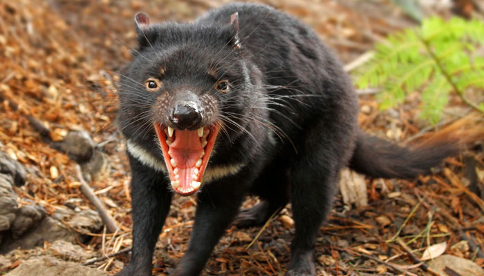Tasmanian Devil #9