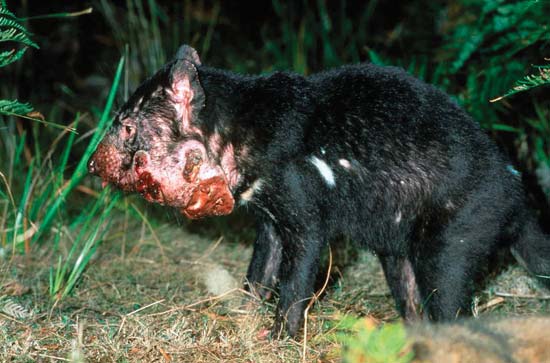 Amazing Tasmanian Devil Pictures & Backgrounds