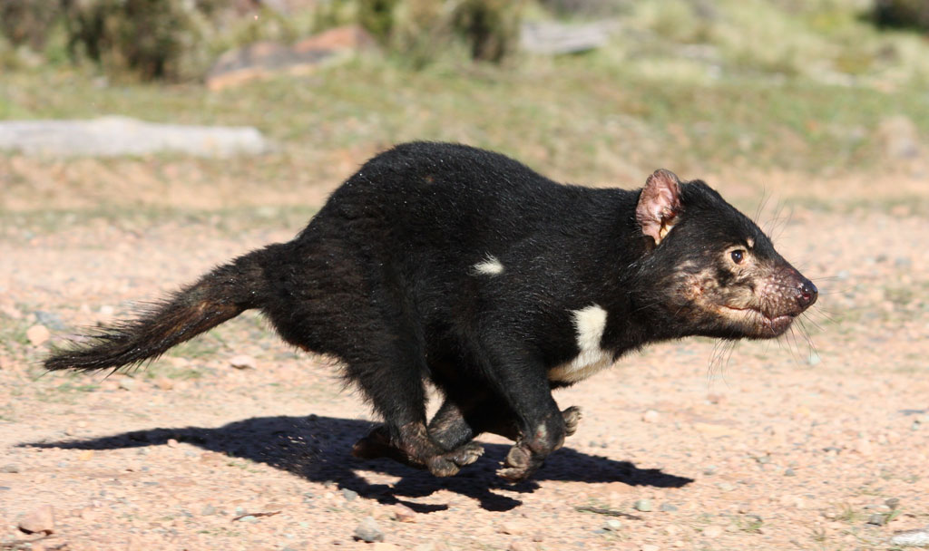 Tasmanian Devil #8