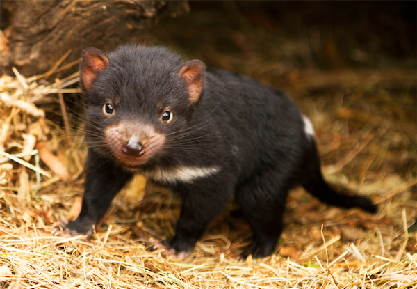 Tasmanian Devil Pics, Animal Collection