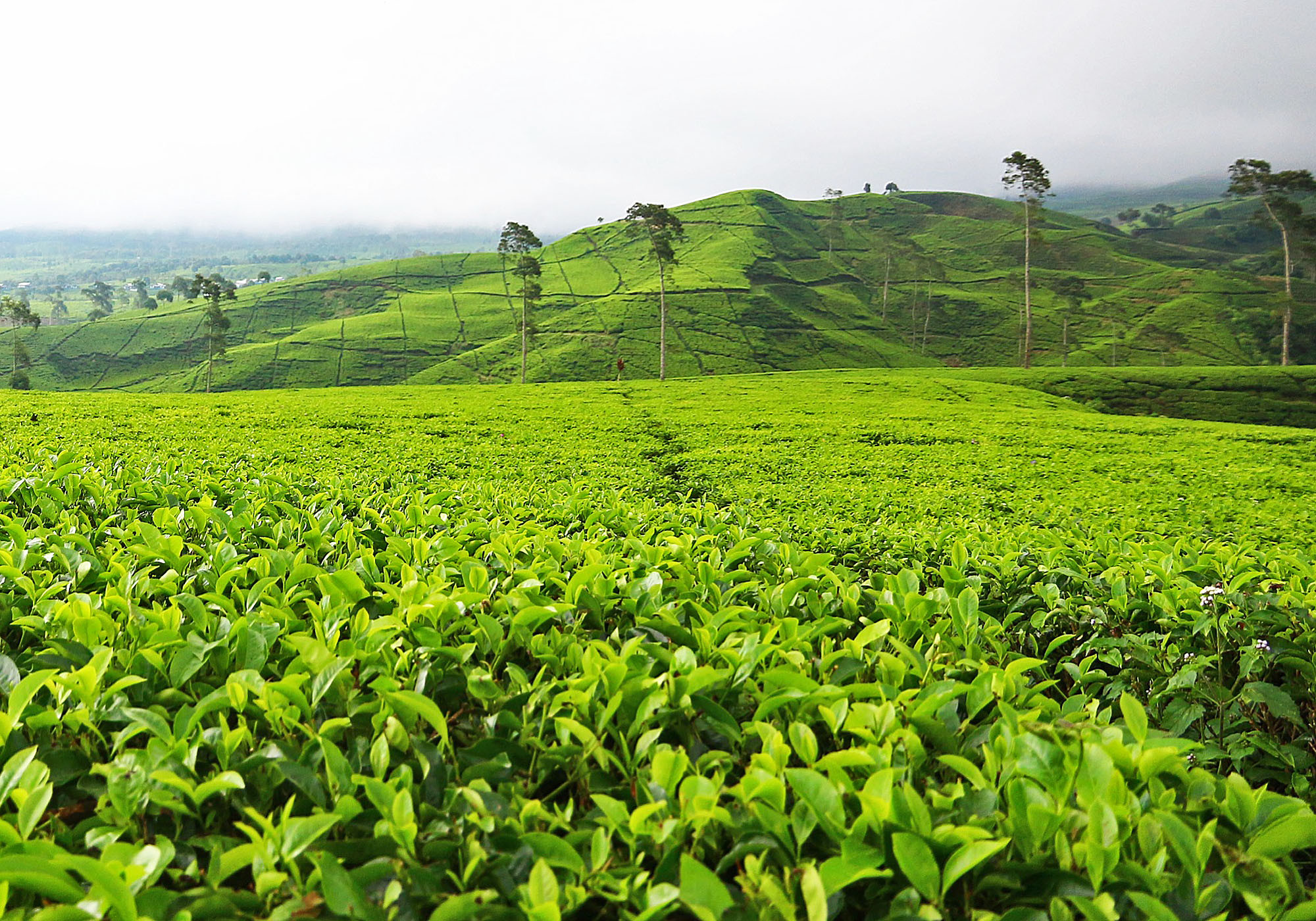 Tea Plantation Pics, Man Made Collection
