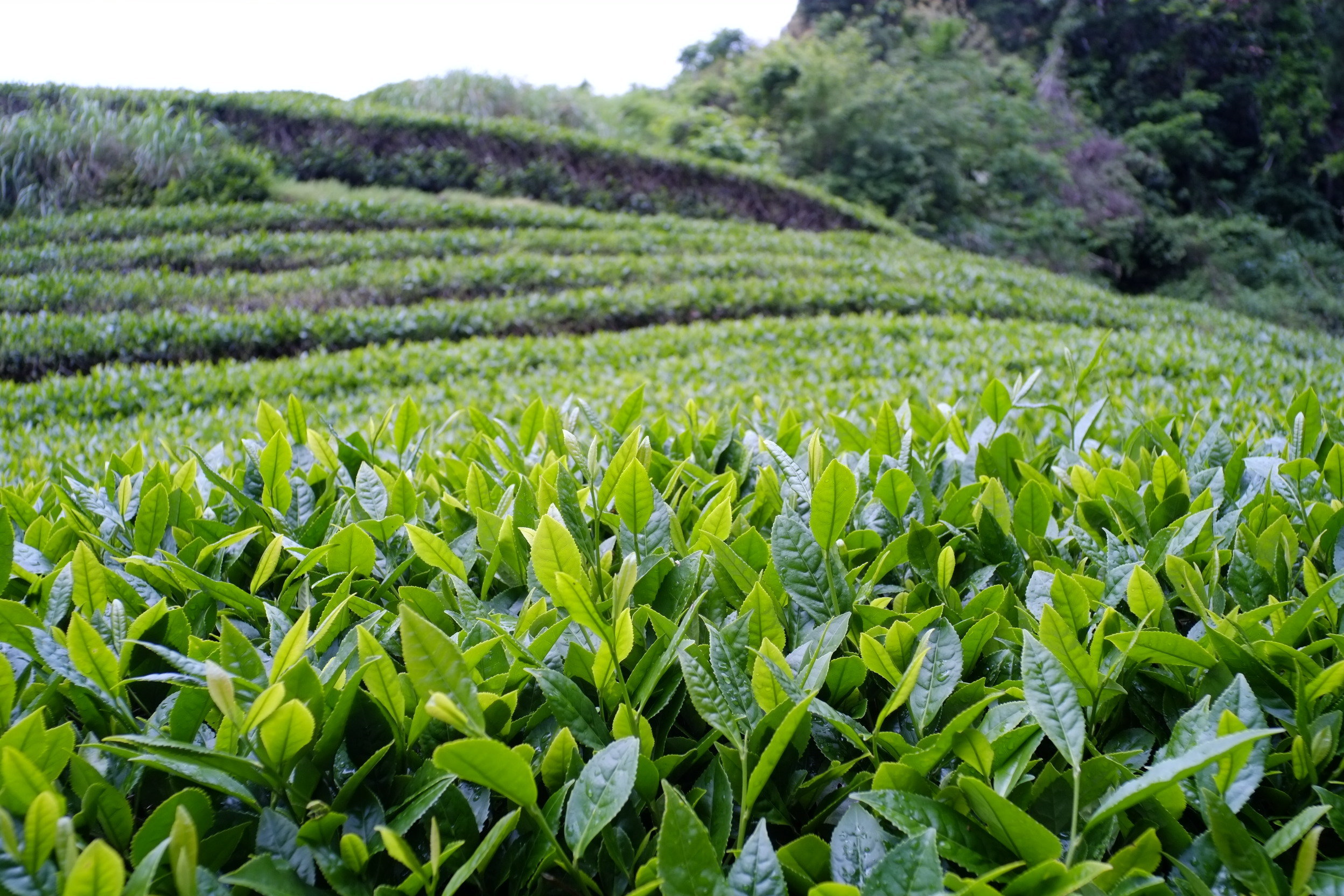 Tea Plantation Backgrounds, Compatible - PC, Mobile, Gadgets| 2496x1664 px
