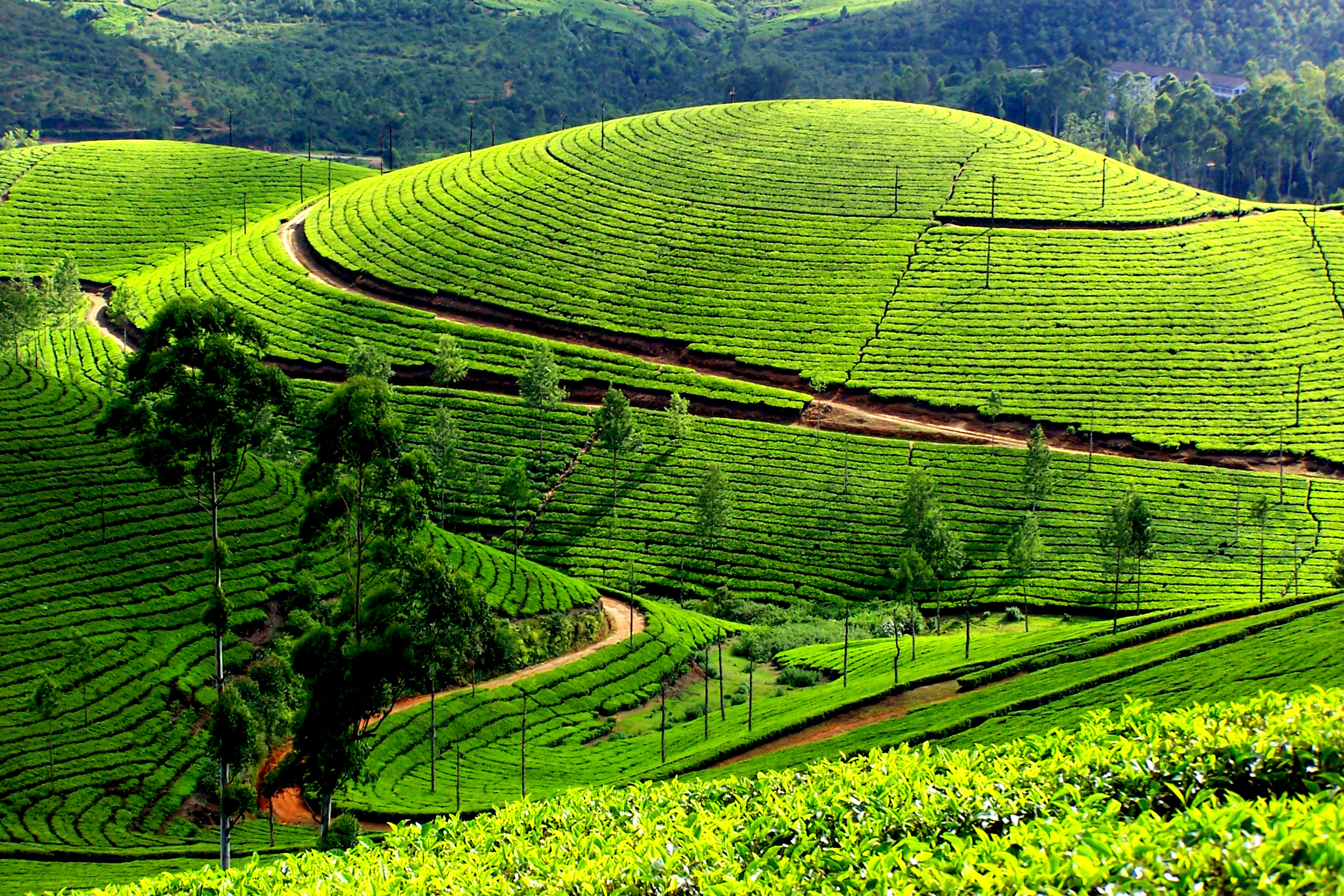 Tea Plantation Backgrounds, Compatible - PC, Mobile, Gadgets| 2304x1536 px