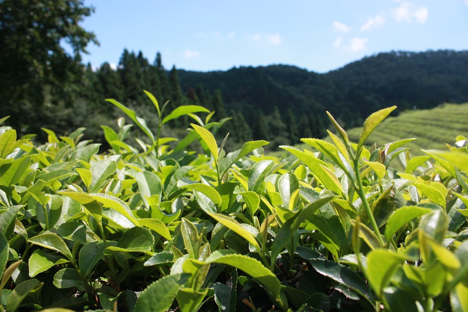 Tea Plantation Backgrounds on Wallpapers Vista