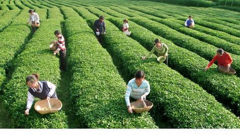 Nice Images Collection: Tea Plantation Desktop Wallpapers