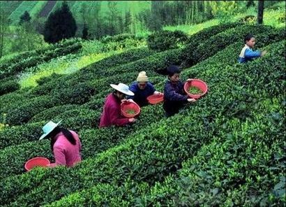 Amazing Tea Plantation Pictures & Backgrounds
