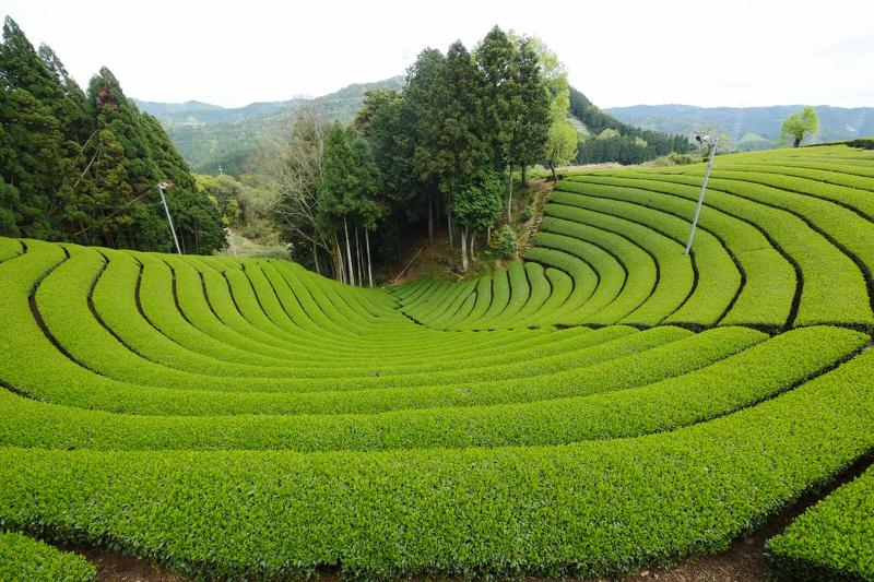 Tea Plantation Pics, Man Made Collection