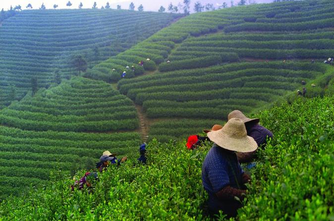 Tea Plantation High Quality Background on Wallpapers Vista