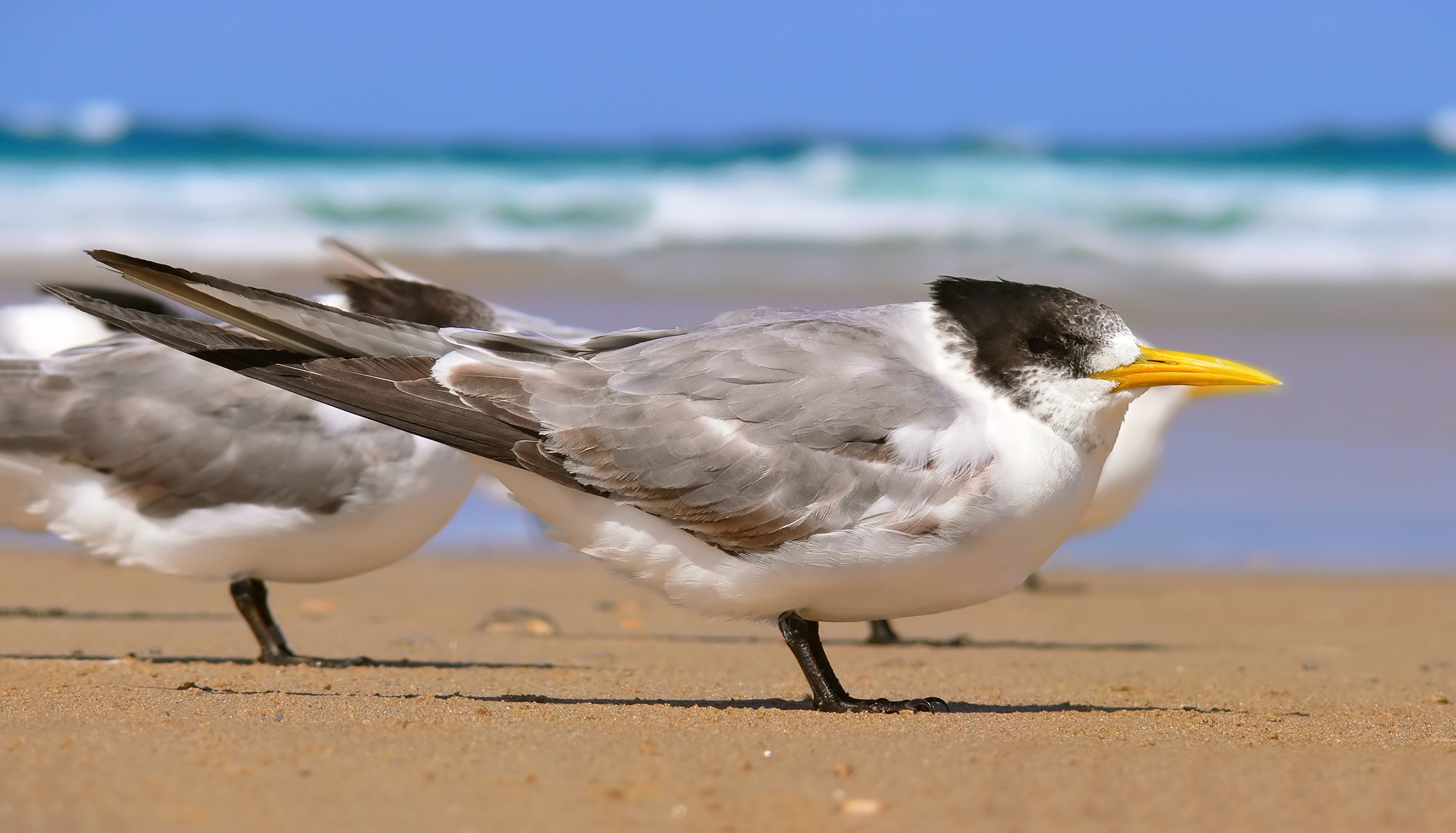 Tern High Quality Background on Wallpapers Vista