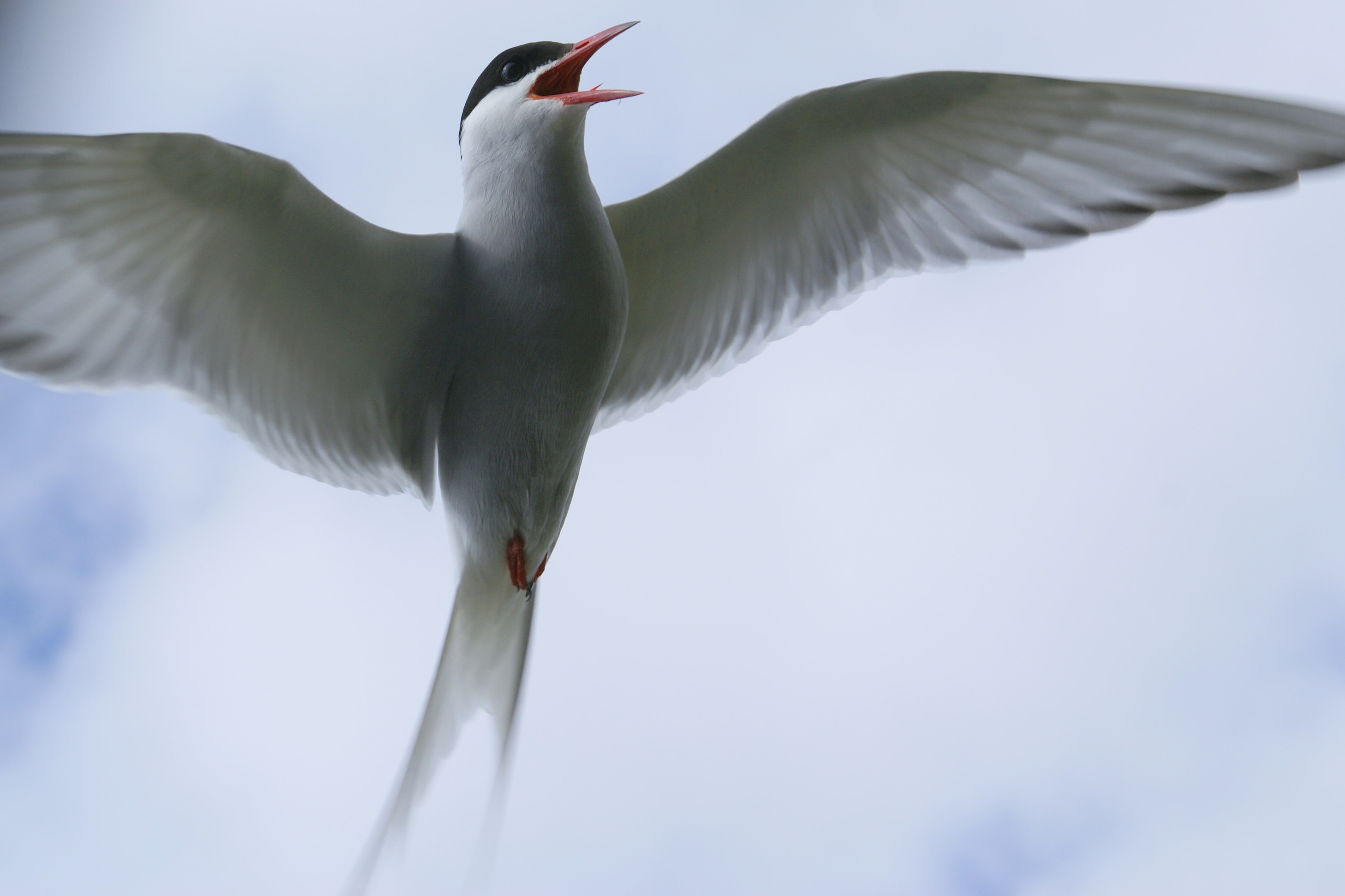 Tern Backgrounds, Compatible - PC, Mobile, Gadgets| 3093x2061 px