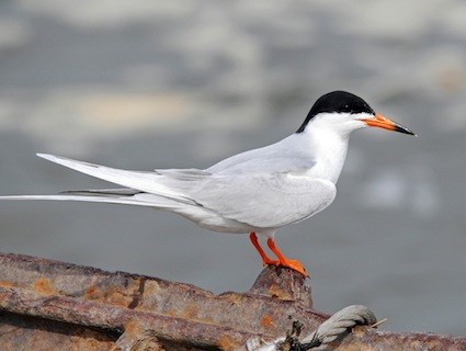Nice Images Collection: Tern Desktop Wallpapers