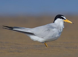 Images of Tern | 275x200