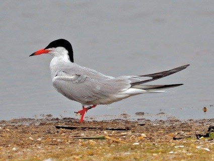 Tern High Quality Background on Wallpapers Vista