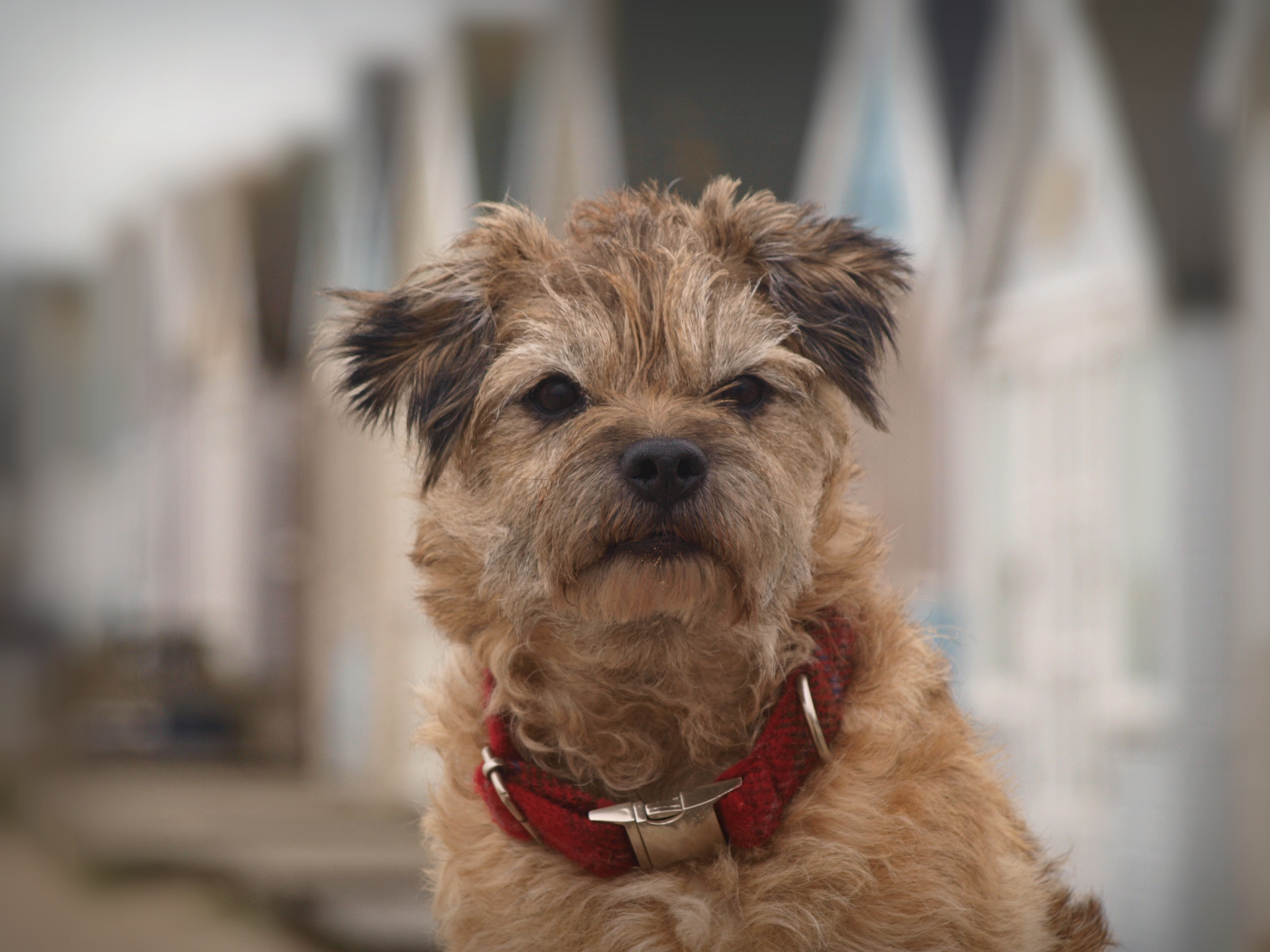 HQ Terrier Wallpapers | File 2912.88Kb