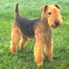 Terrier High Quality Background on Wallpapers Vista