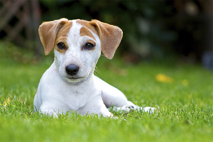 HD Quality Wallpaper | Collection: Animal, 680x453 Terrier