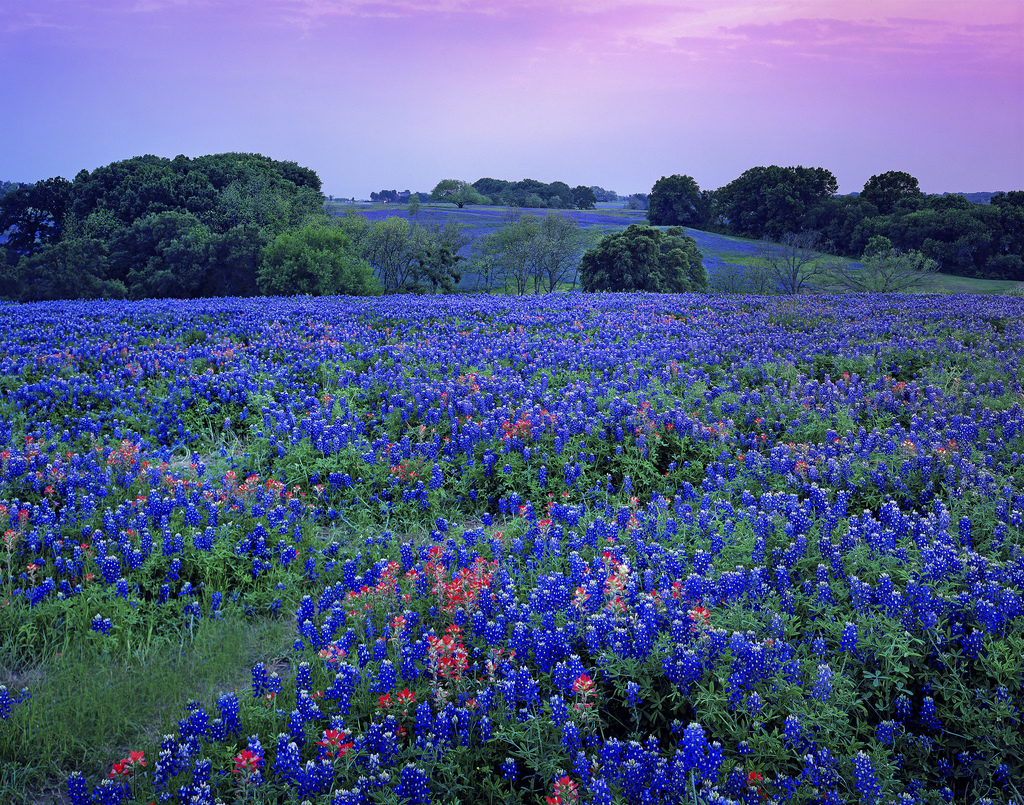 Texas Bluebonnets #24
