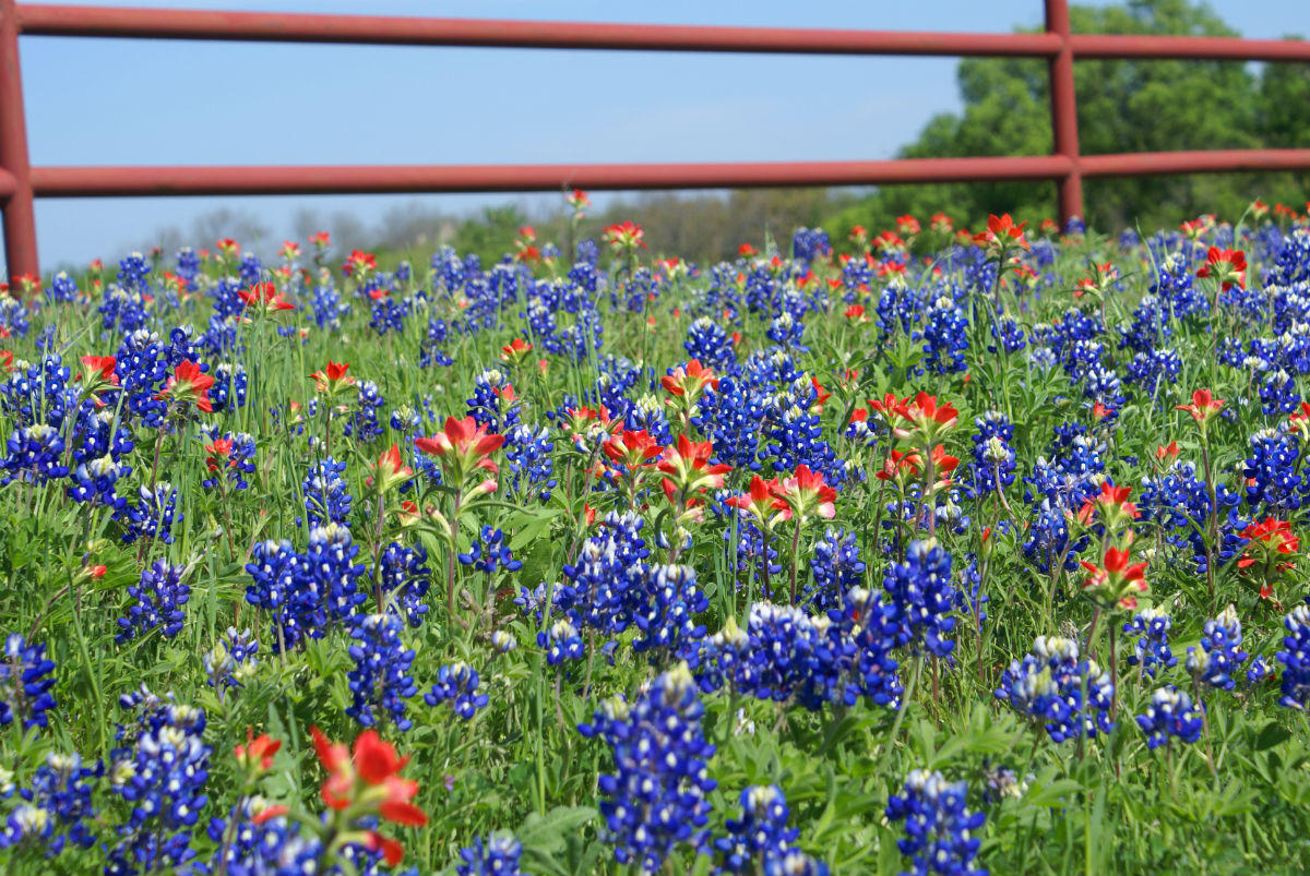 Texas Bluebonnets #25