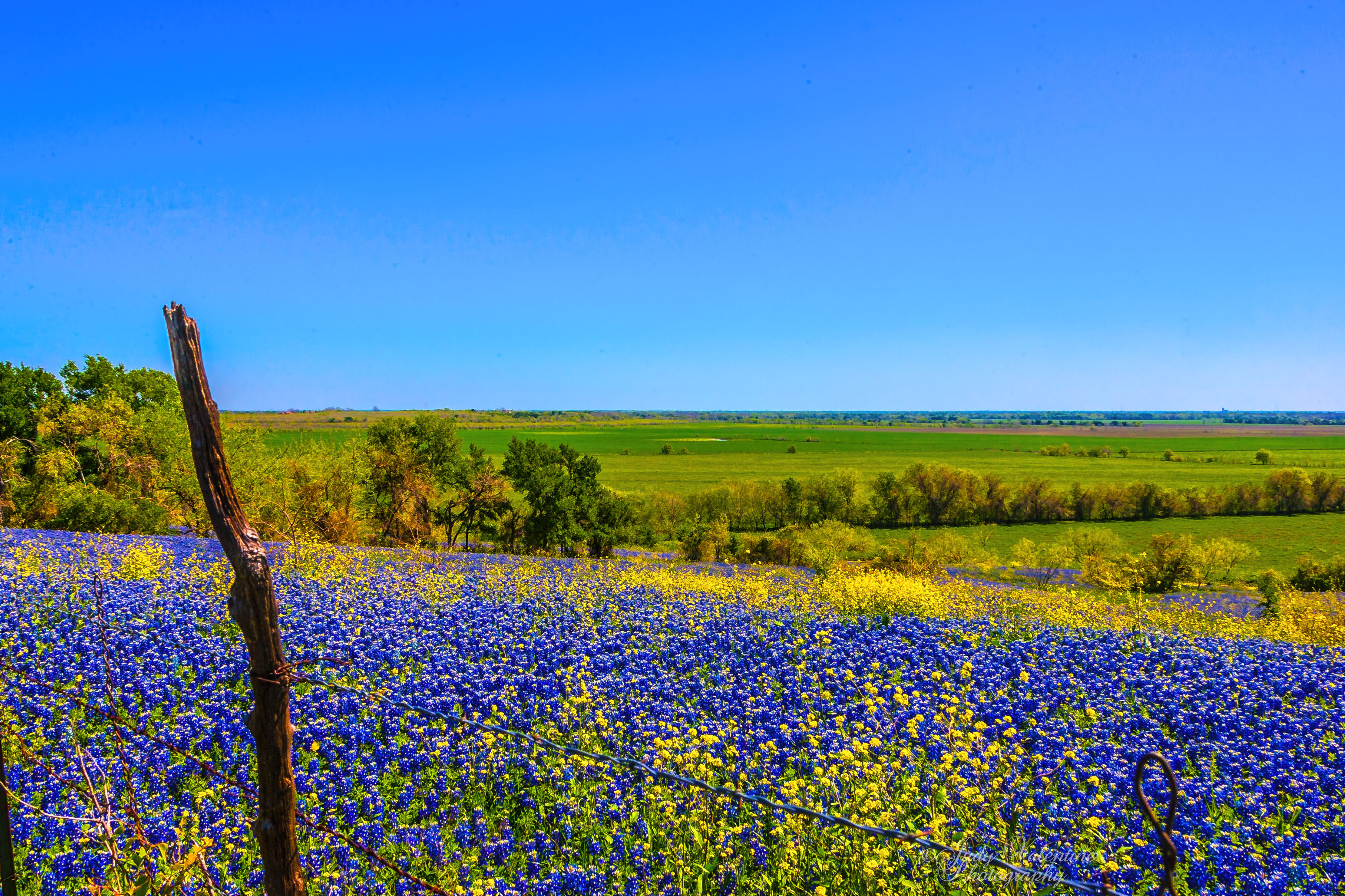 Texas Bluebonnets Backgrounds on Wallpapers Vista