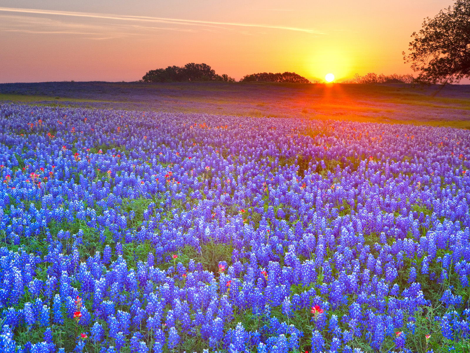 HD Quality Wallpaper | Collection: Earth, 1600x1200 Texas Bluebonnets