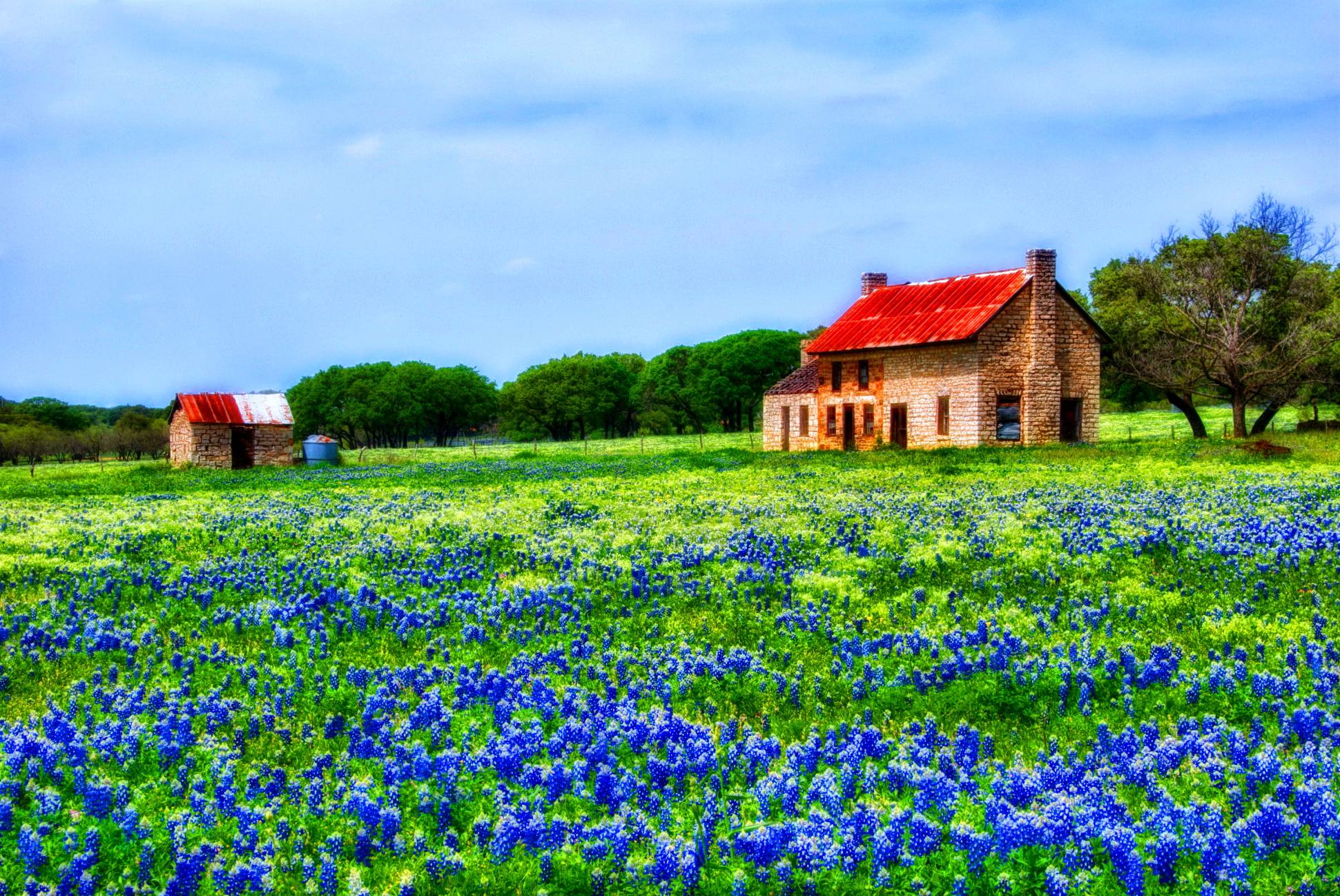 Nice wallpapers Texas Bluebonnets 1941x1298px