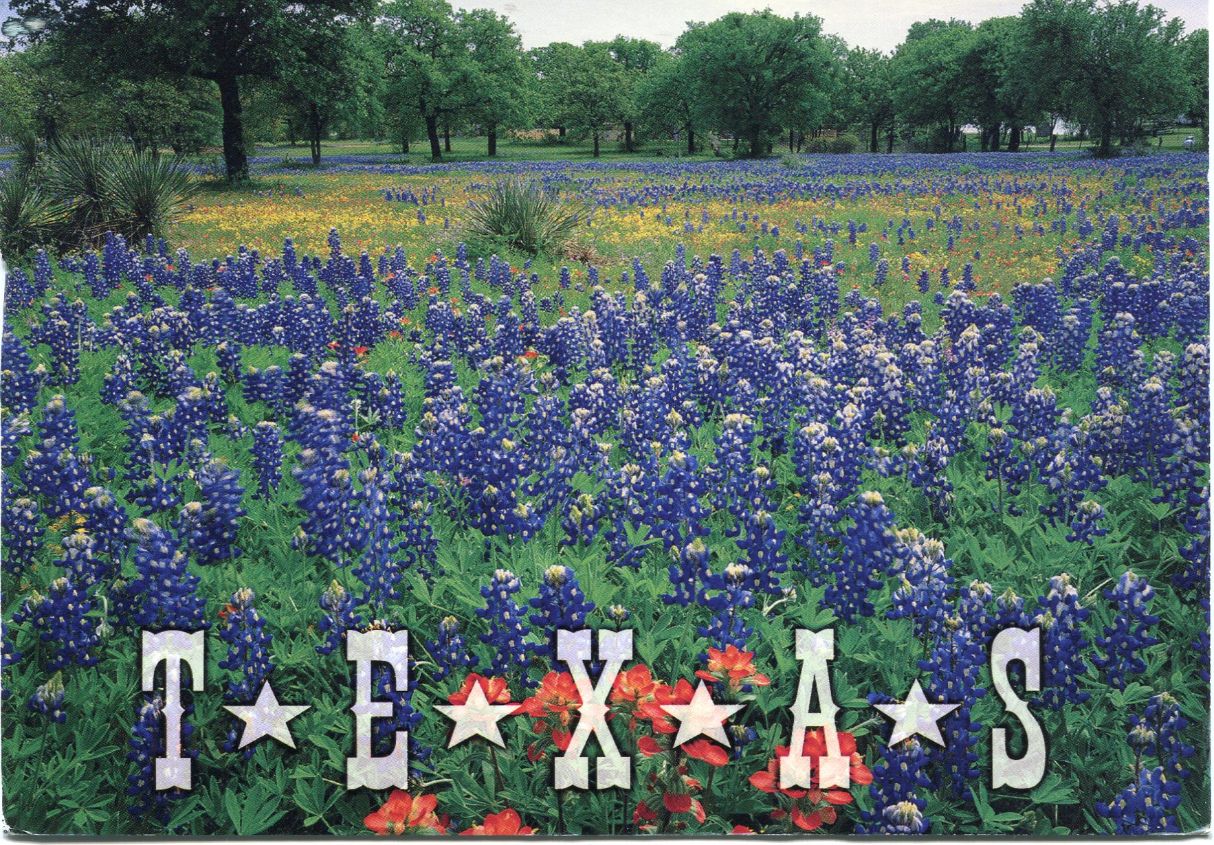 Nice Images Collection: Texas Bluebonnets Desktop Wallpapers