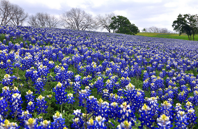 HD Quality Wallpaper | Collection: Earth, 640x417 Texas Bluebonnets