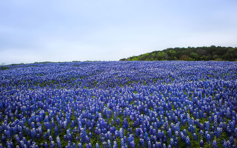 Texas Bluebonnets #11
