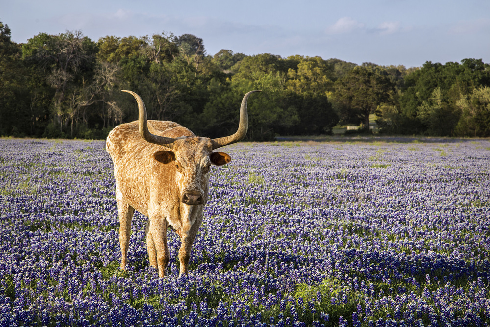 Texas Bluebonnets #7