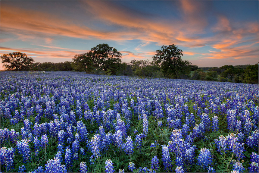 Texas Bluebonnets Pics, Earth Collection