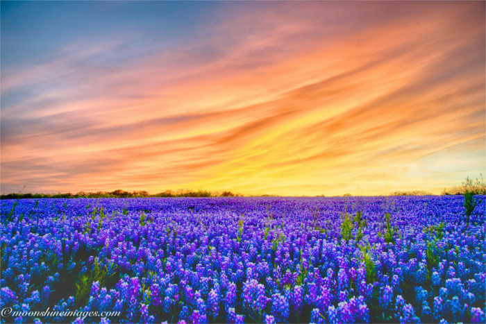 Texas Bluebonnets High Quality Background on Wallpapers Vista