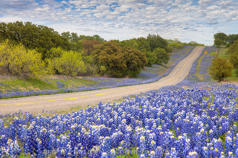 Texas Bluebonnets #2