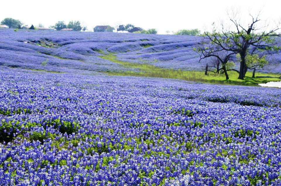 Nice wallpapers Texas Bluebonnets 960x637px