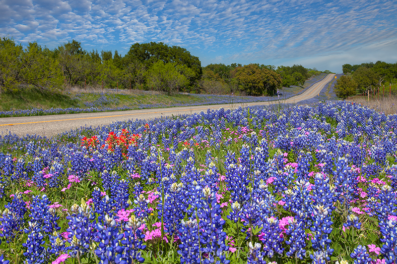 Nice Images Collection: Texas Bluebonnets Desktop Wallpapers