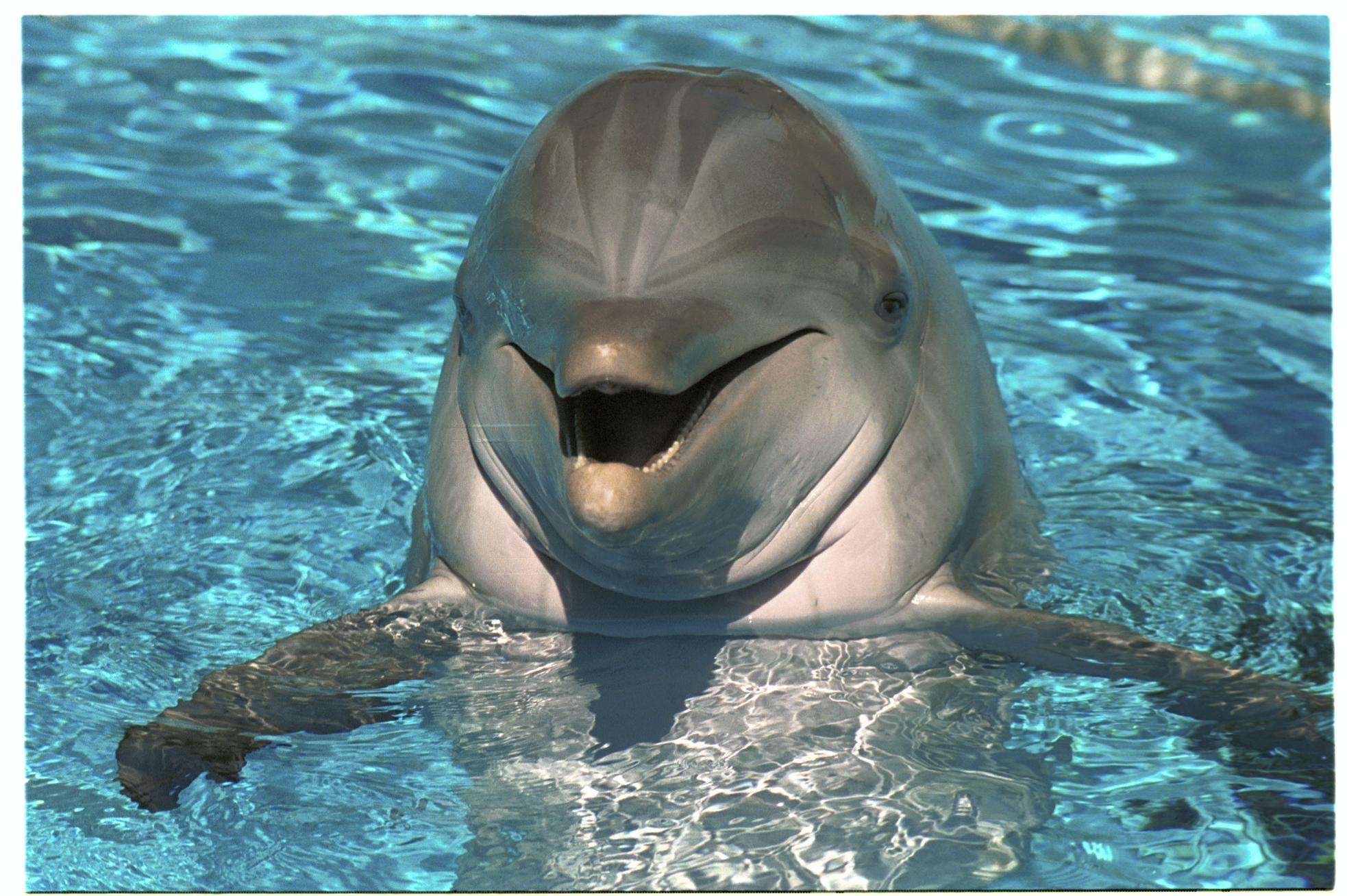 The Dolphin Backgrounds on Wallpapers Vista
