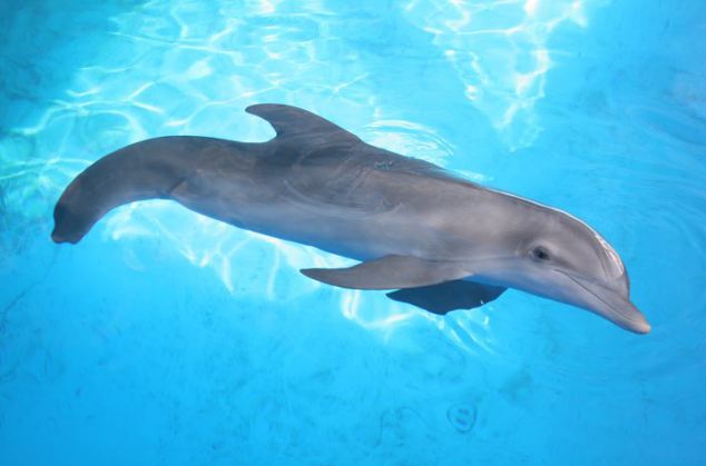 634x419 > The Dolphin Wallpapers