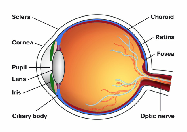 Images of The Eye | 649x460