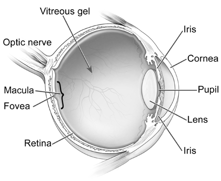 Images of The Eye | 450x369