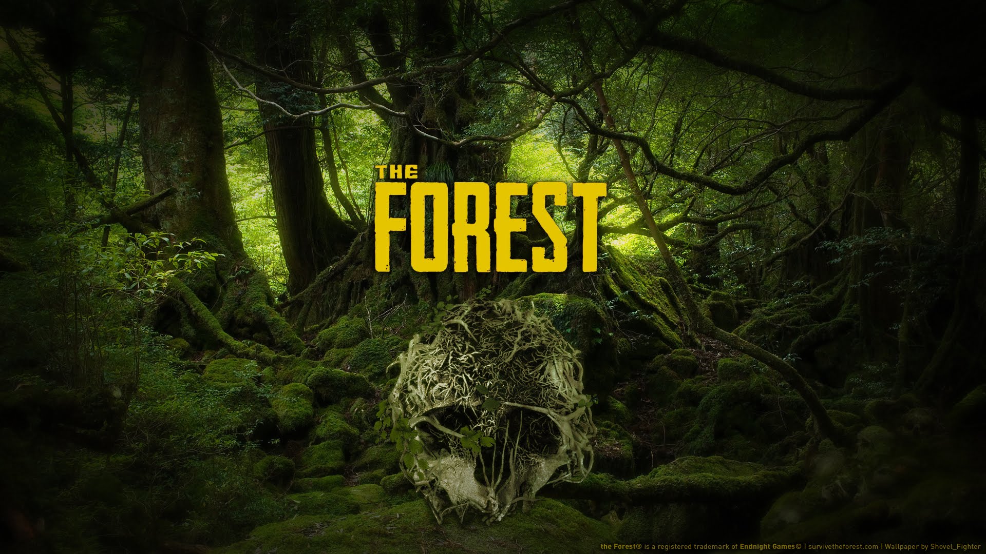 Nice Images Collection: The Forest Desktop Wallpapers